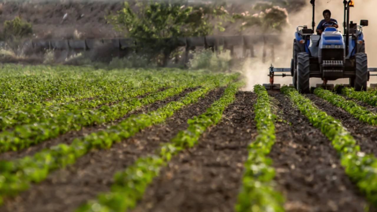 farmer's field