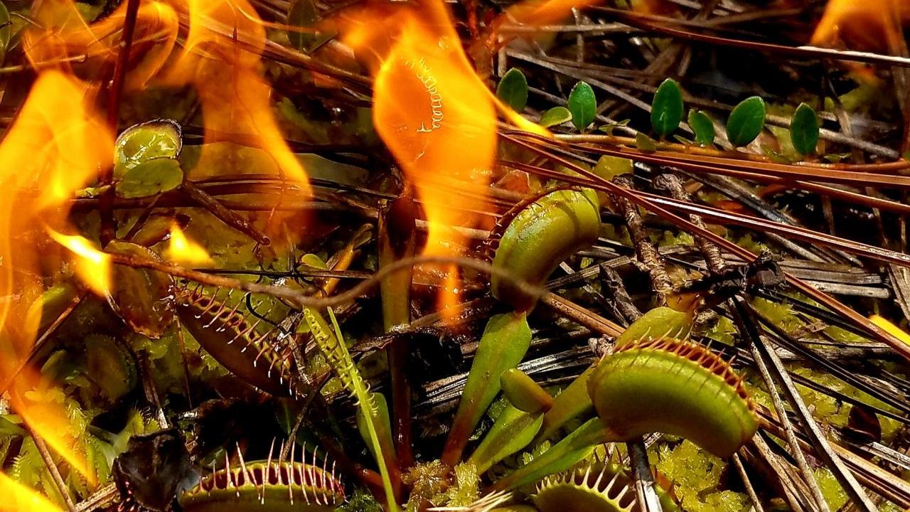 venus flytrap near fire