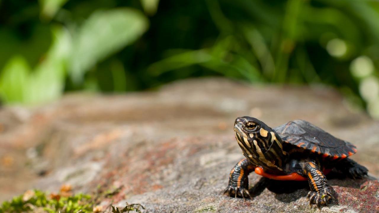 An eastern painted turtle sits on a rock