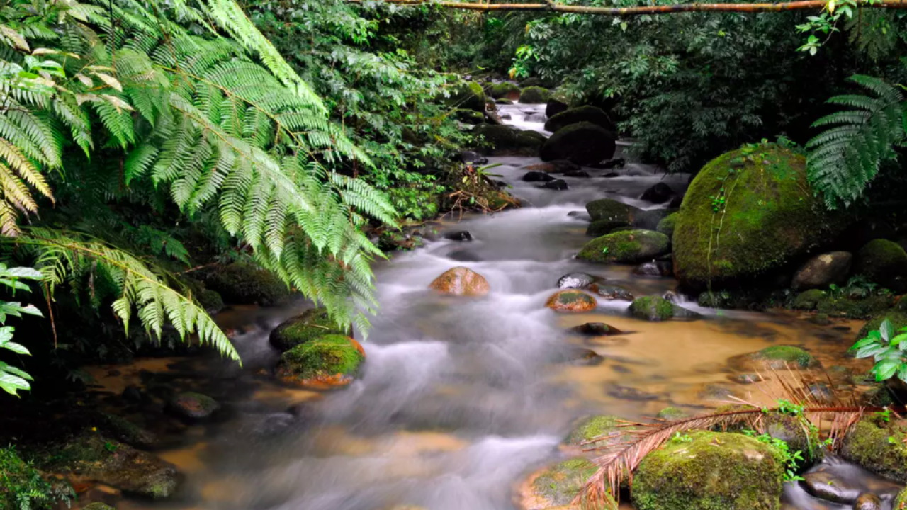 stream running through a thickly settled woods