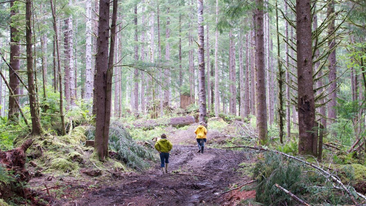 Two people walking in a dense woods.