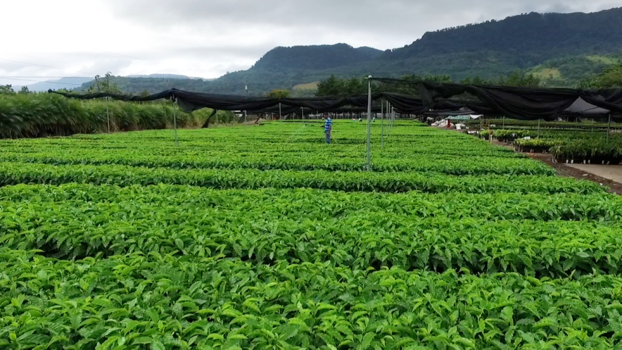 Plants growing on a farm