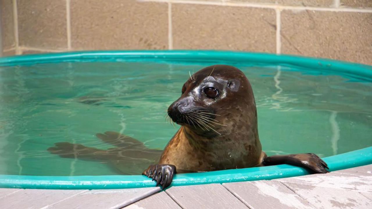  Walnut the harbor seal
