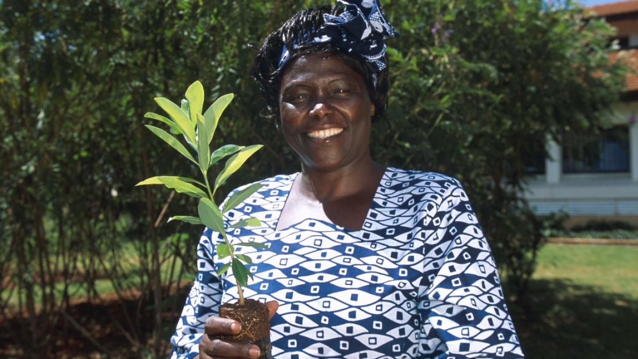 Wangari Maathai holding tree sapling