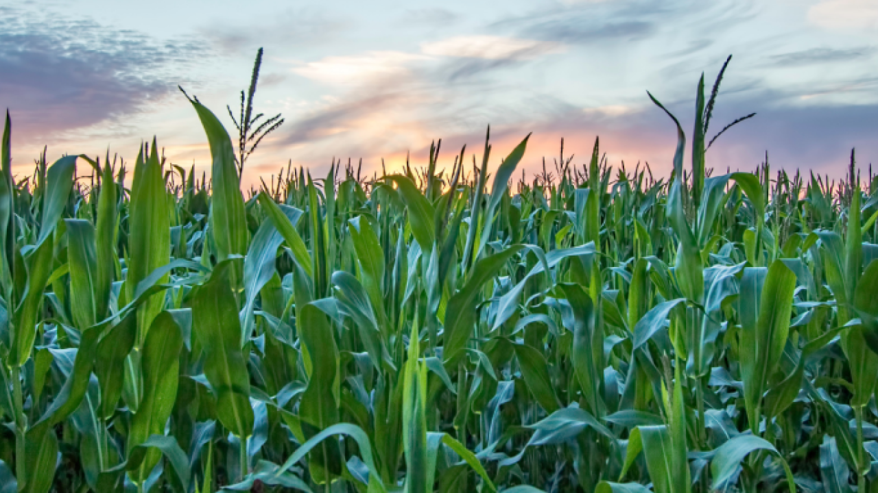 corn field