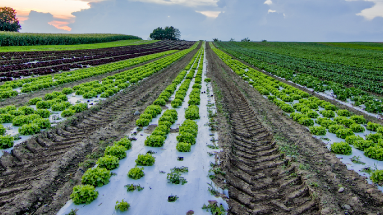 Long rows of crops