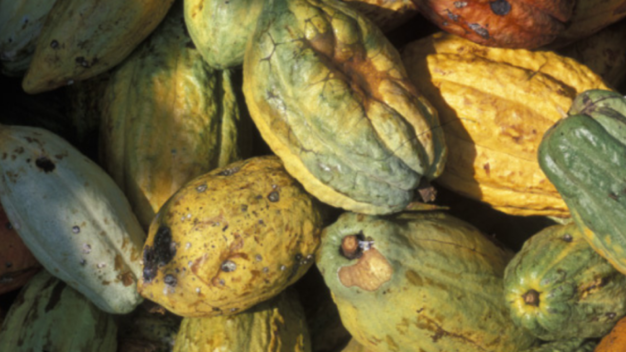 cocoa bean pods