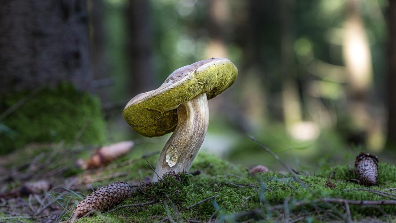Close up of a mushroom in a forest