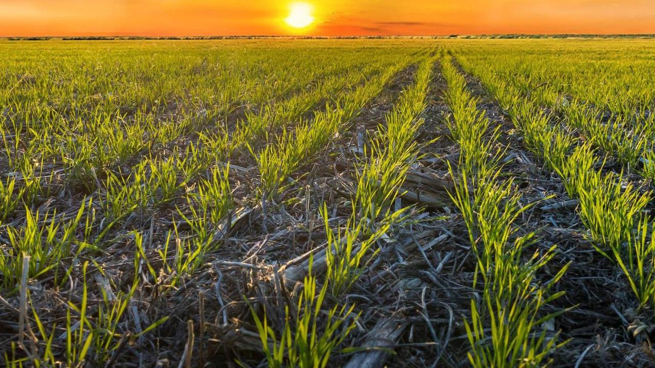 Wheat Field