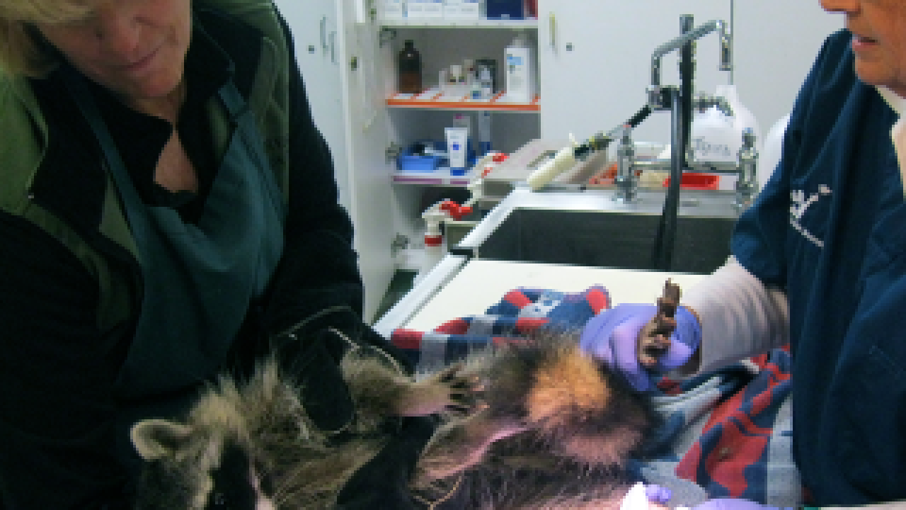 Wildlife being attended to by a vet.