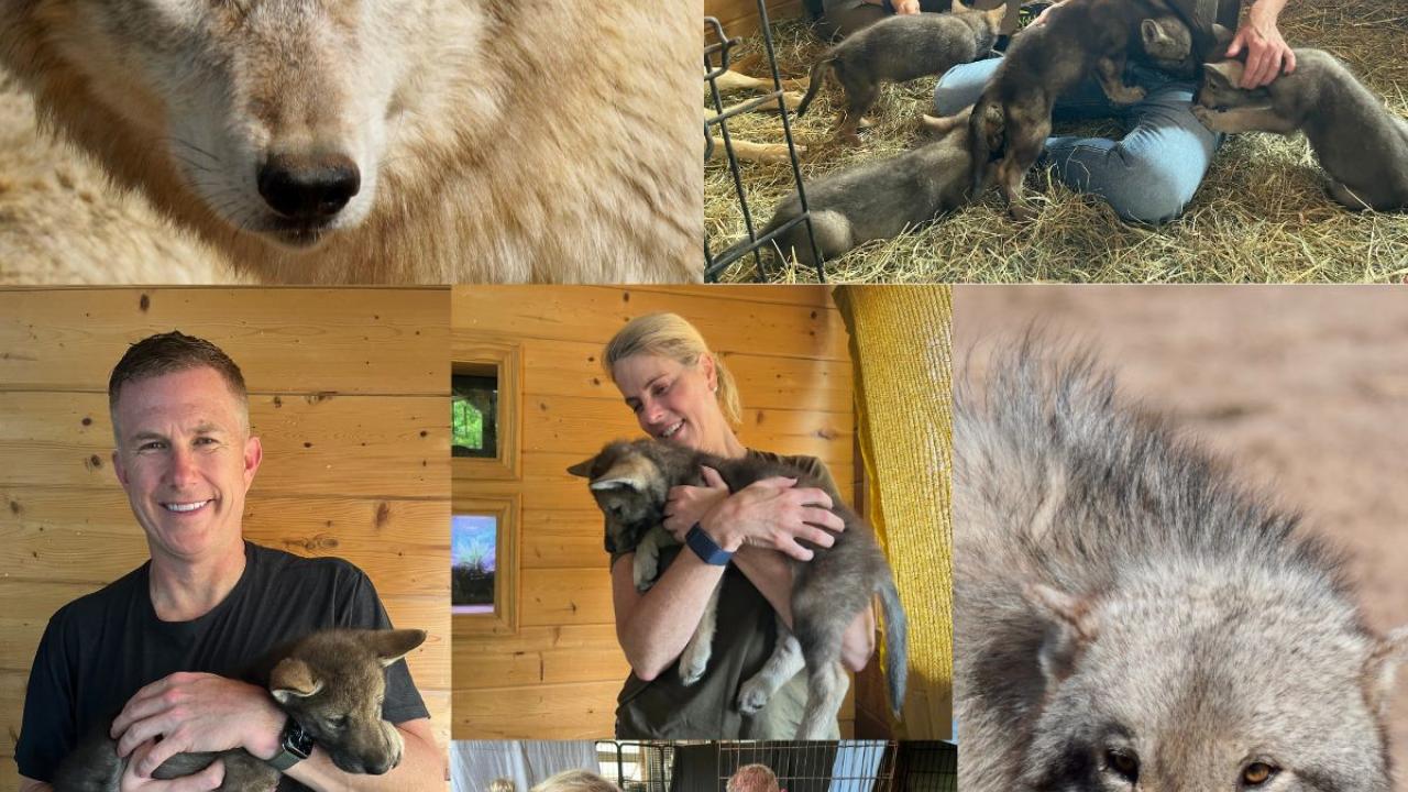 Collage of people holding baby wolves