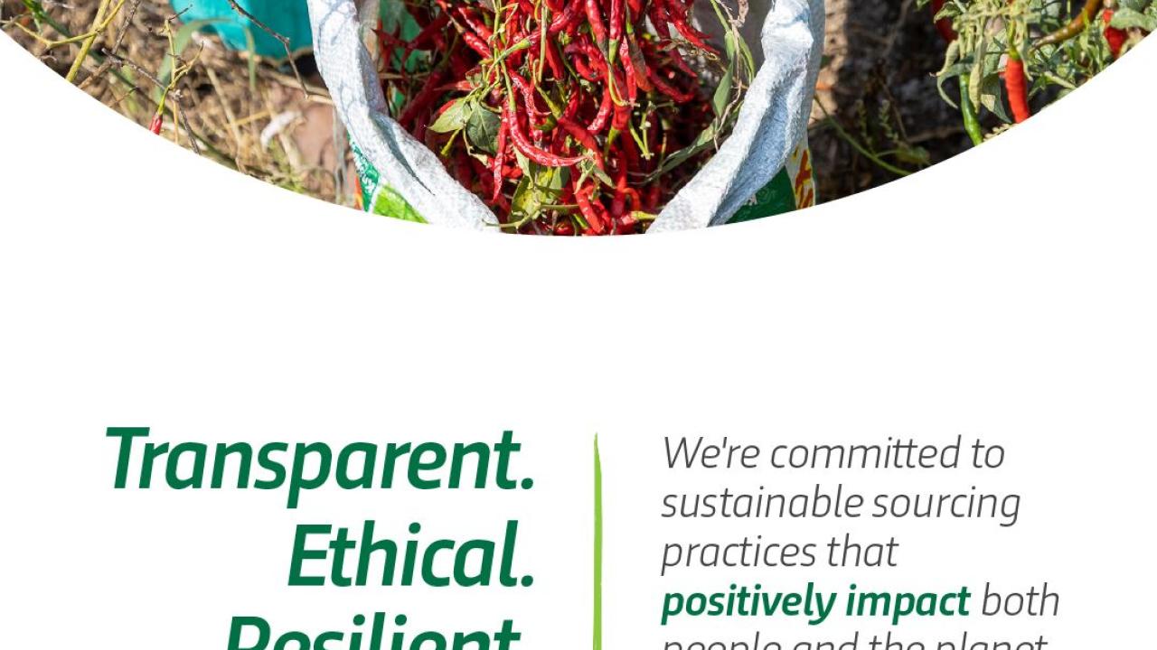 Harvesting peppers. "Transparent. Ethical. Resilient. We're committed to sustainable sourcing practices that positively impact both people and the planet."