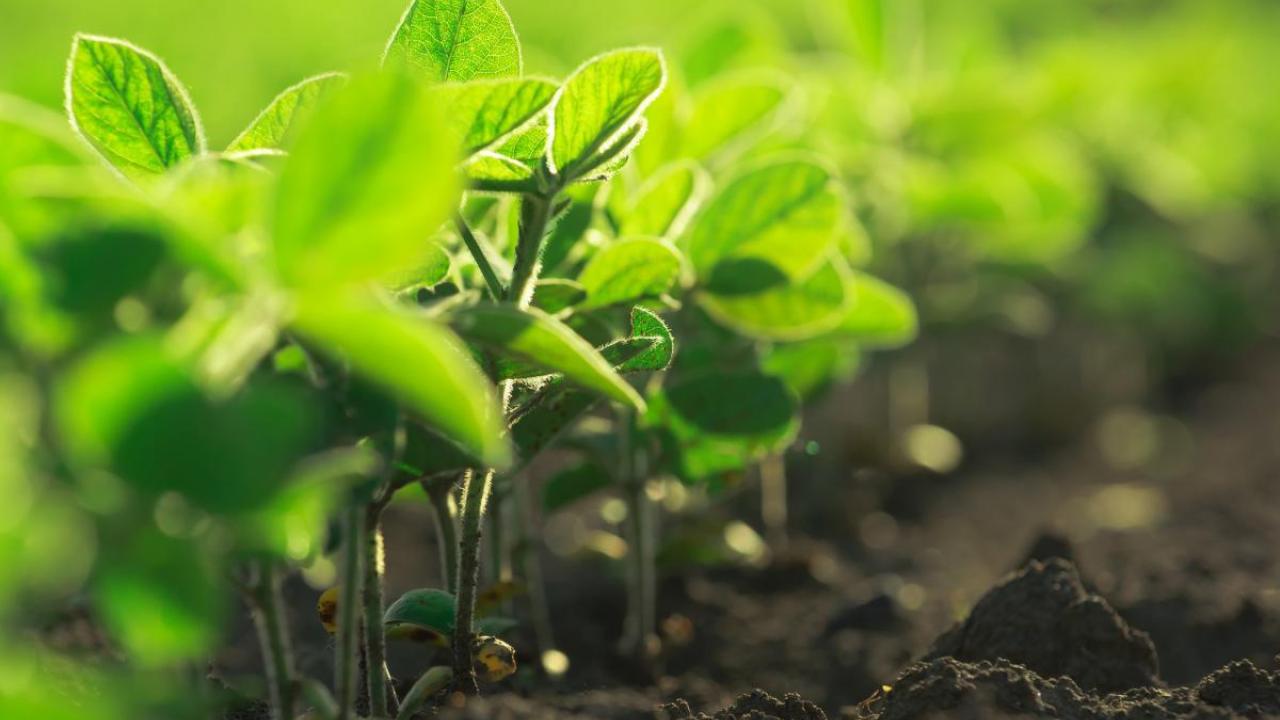 young soybean plants