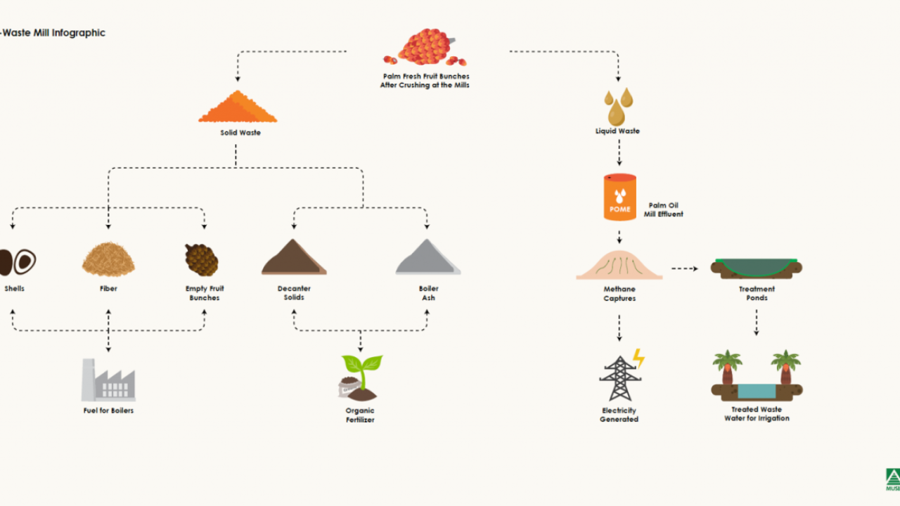info graphic, life cycle of palm oil production, separating liquids and solids, and the end results of the byproducts