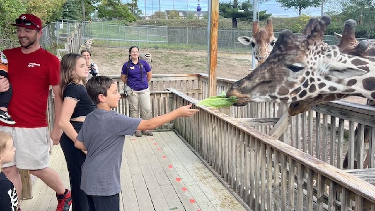 Young boy feeding giraffes at the zoo.