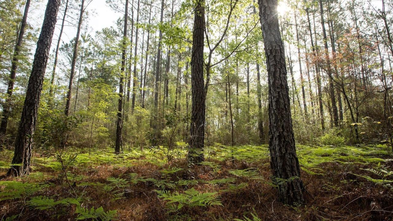 forest
