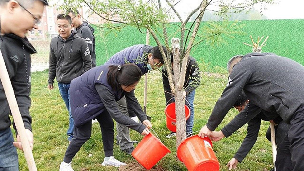 Employees planting a tree