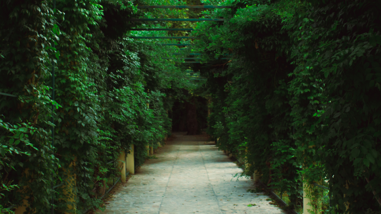 Path through trees