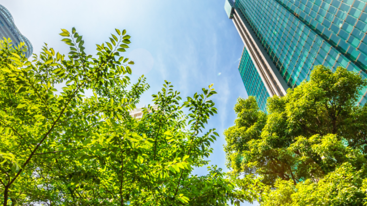 trees in front of a skyscraper