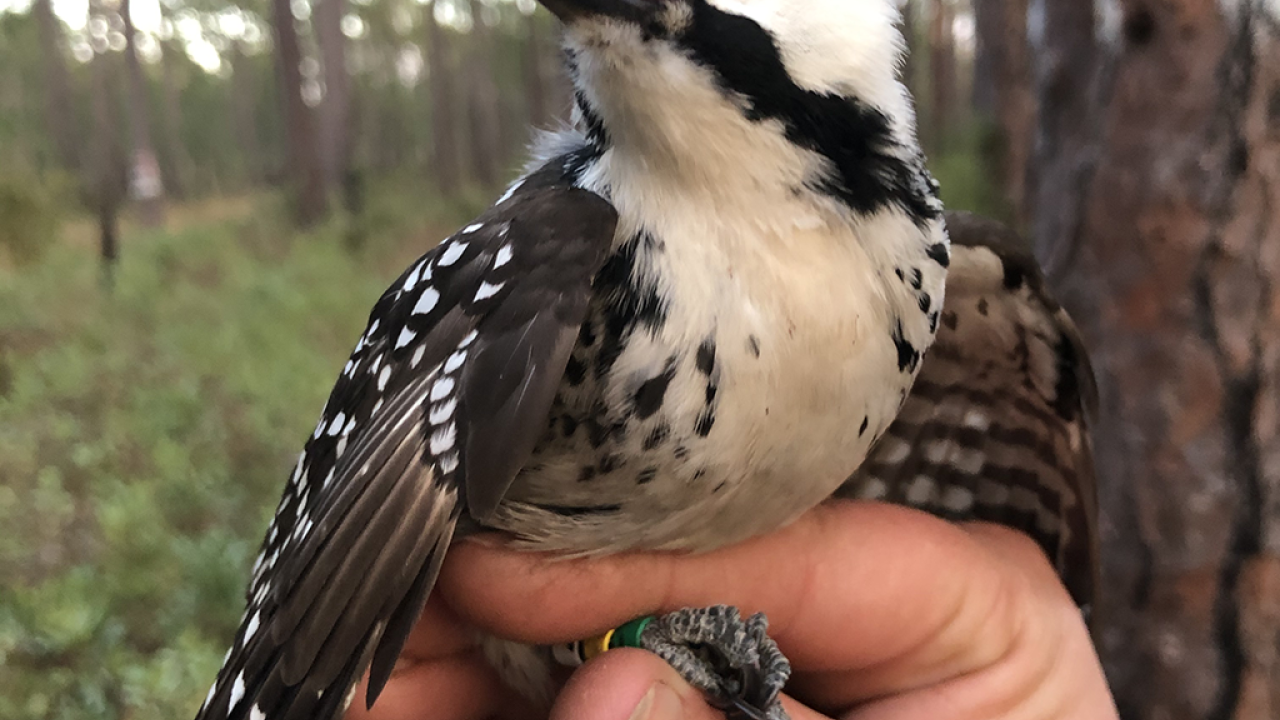 Hand holding a bird