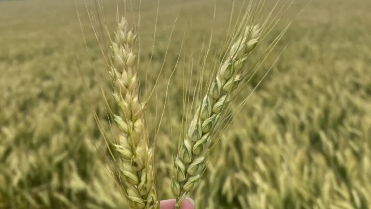 Hand holding up wheat with a field behind and a stormy sky