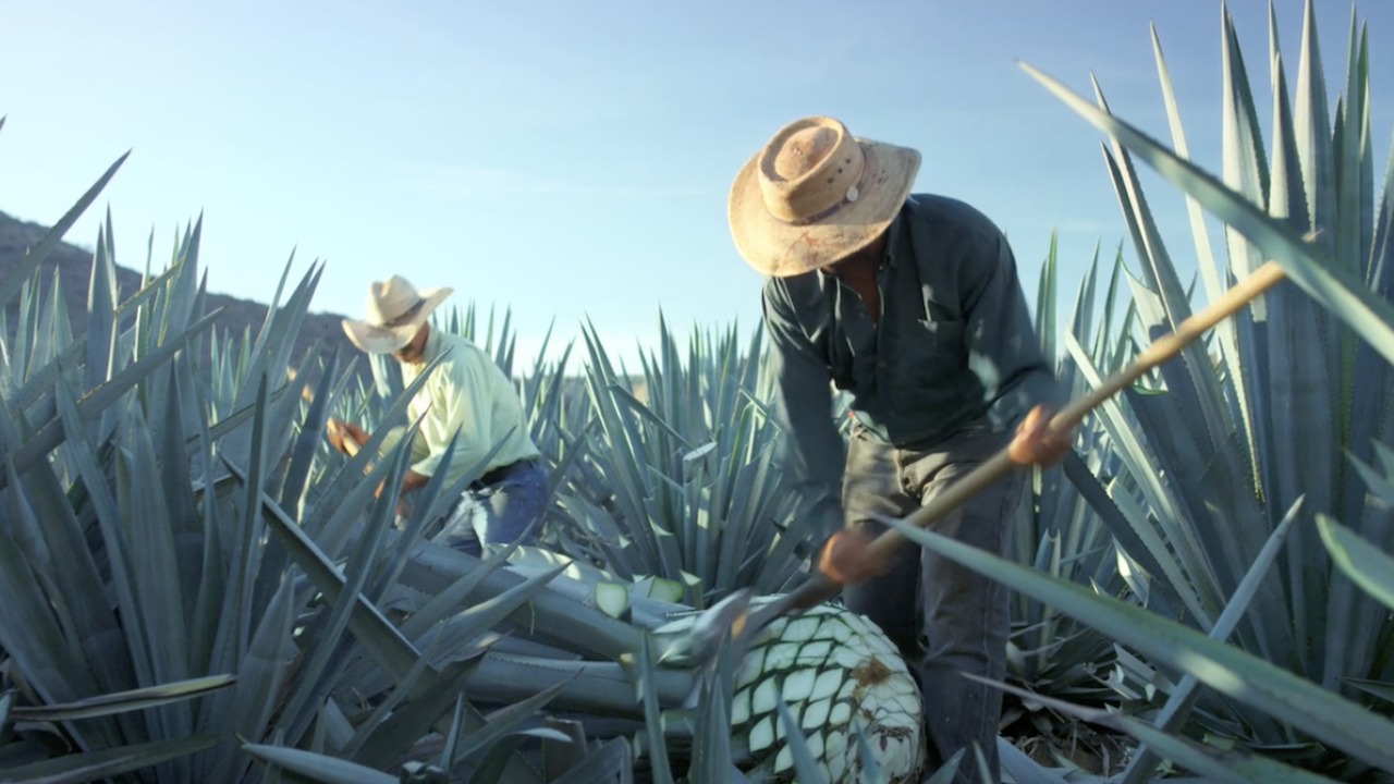 agave farmers in field