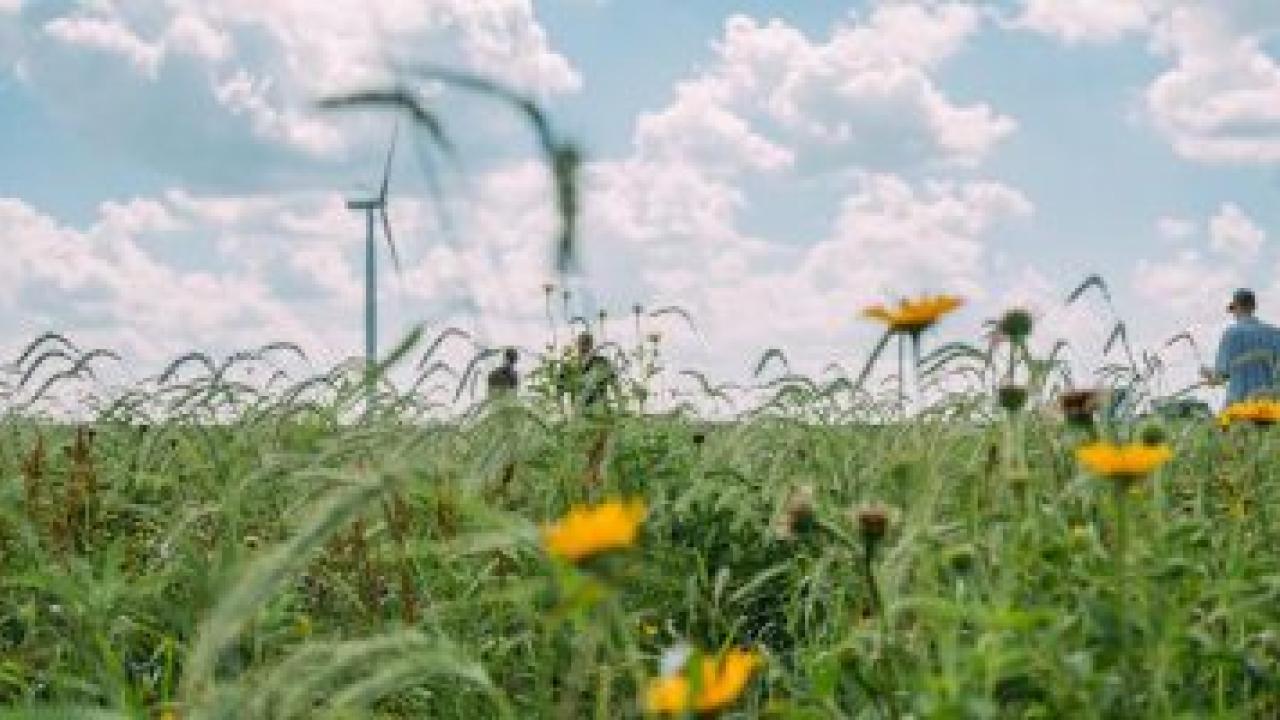 People standing in a field of tall grasses and flowers.