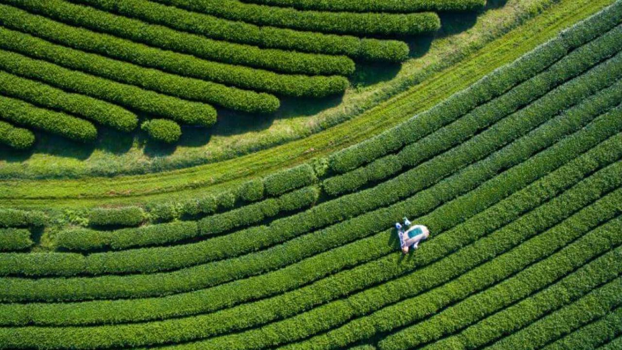 rows of crops from above