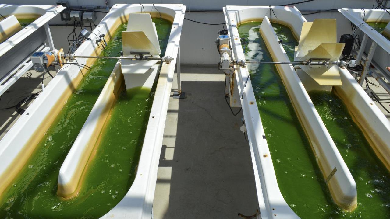 Large tubs of green liquid, and paddle wheels.