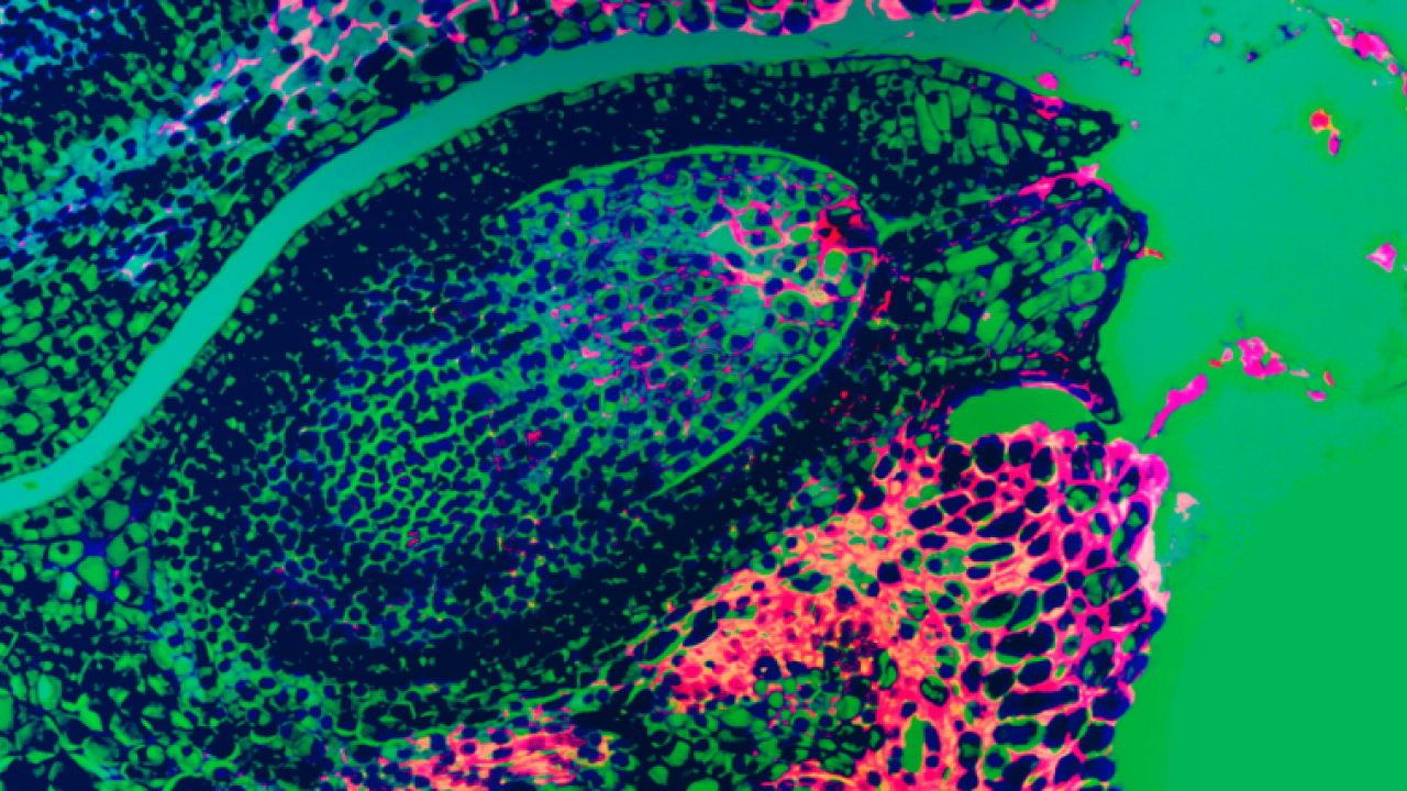 close up of cells