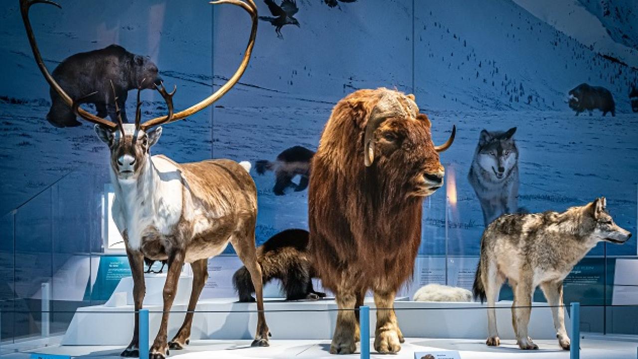 statues of animals in a museum
