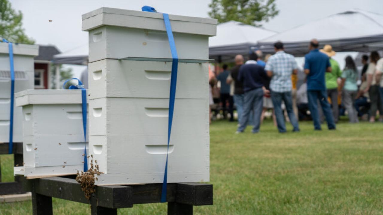 Beehives and a group gathered under a tent behind them.
