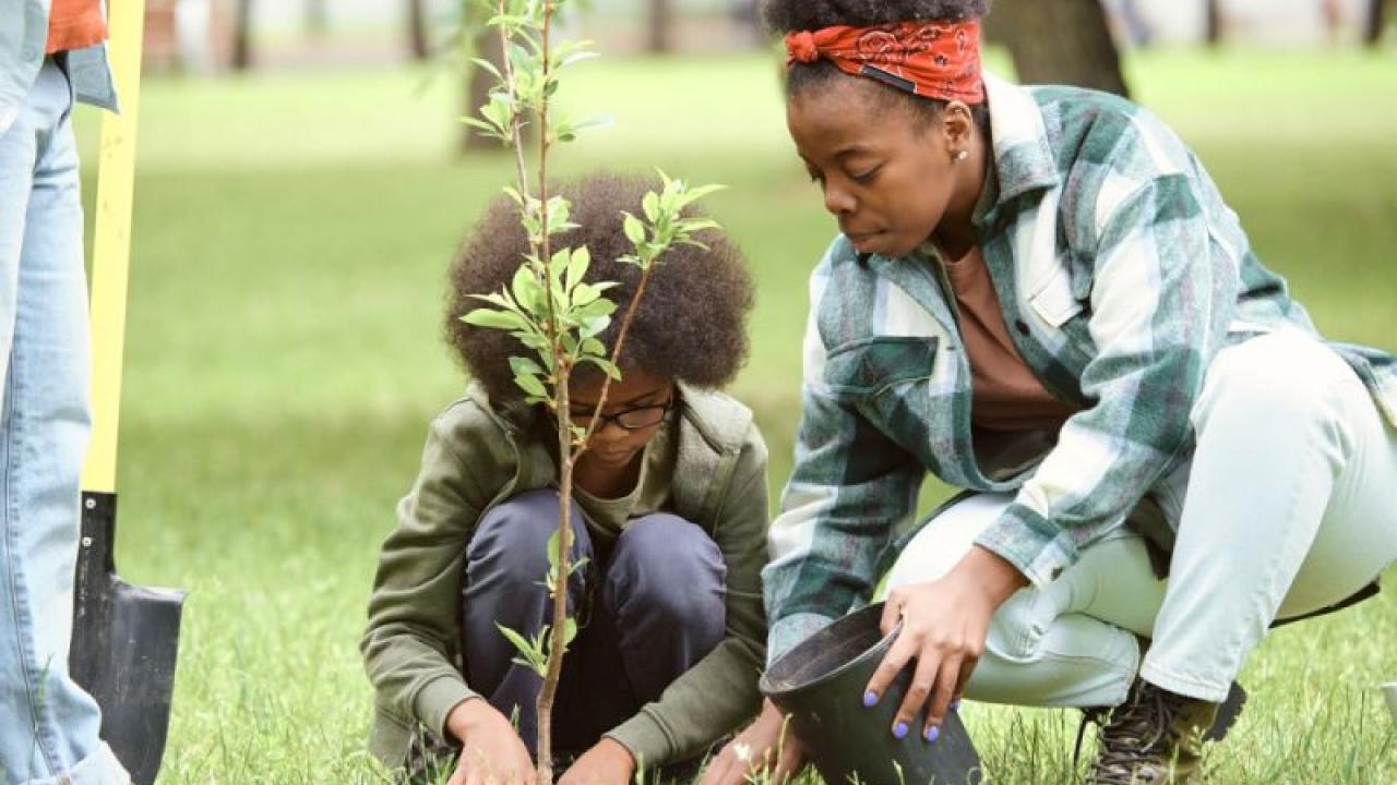 An adult and child planting a tree. Another stands to the side.