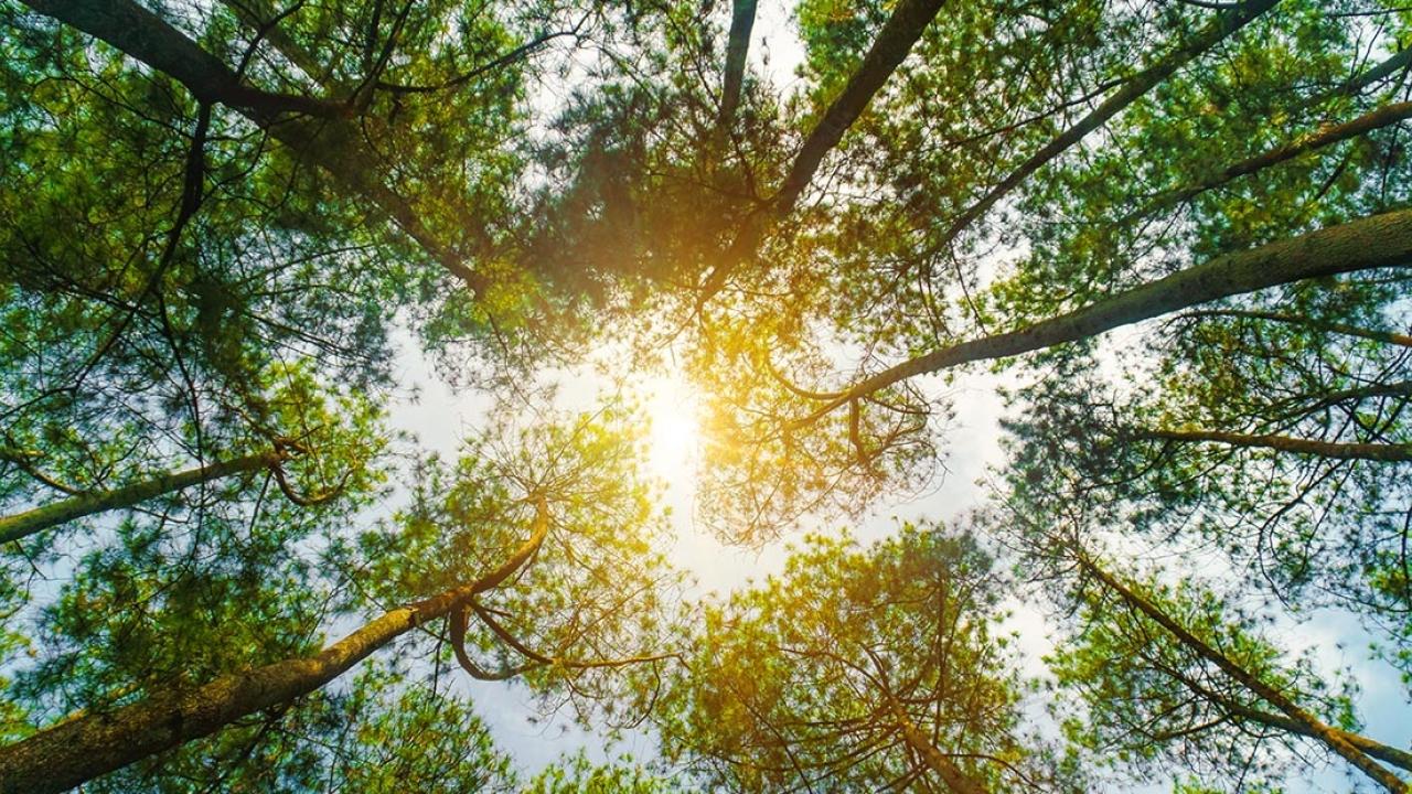 Looking up to the tops of dense trees. Sun Shining in the middle.