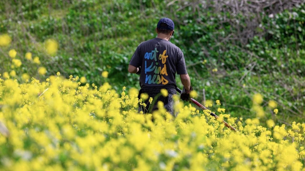 A person with their back to the camera in a field of yellow flowers. They are wearing a shirt with "the art of kindness" on the back.