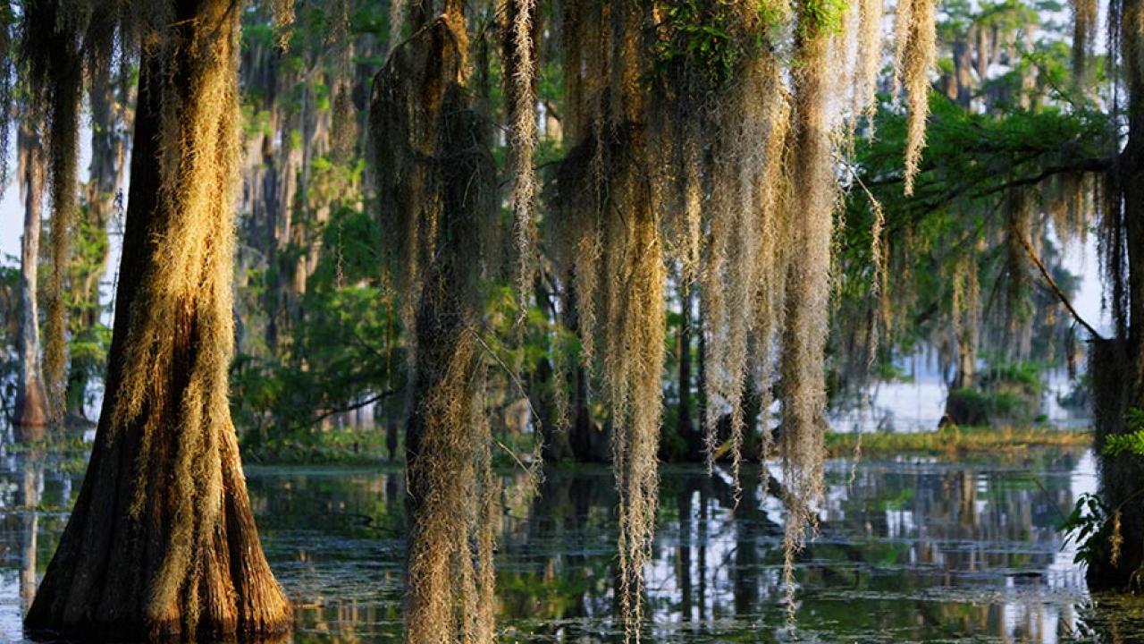 trees in a swamp