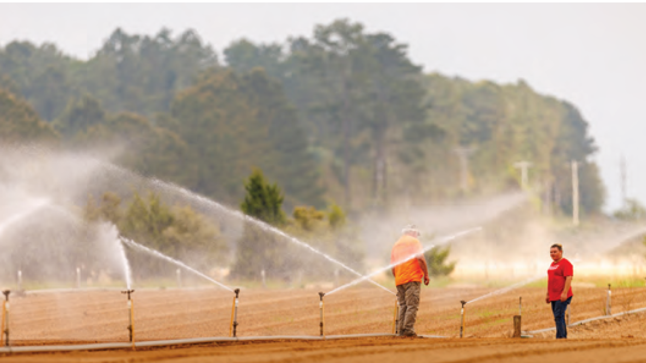 Two people standing in a field that is being watered with sprinklers