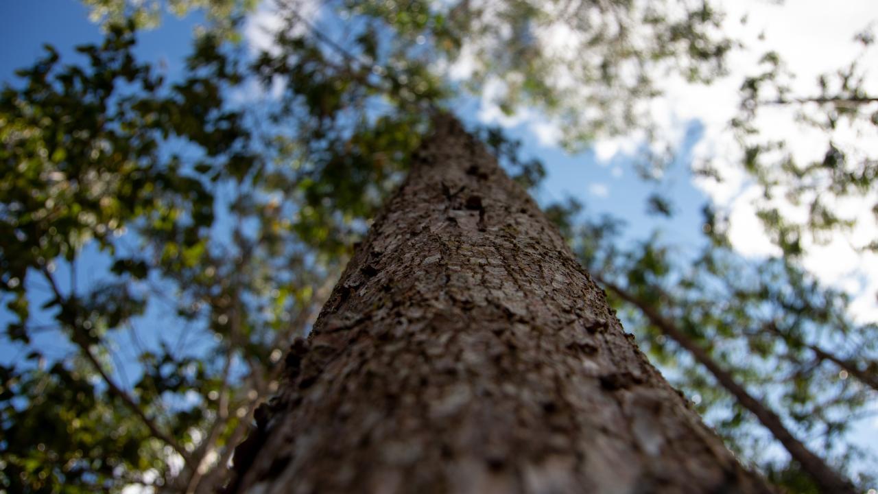 Close up image of a tree trunk