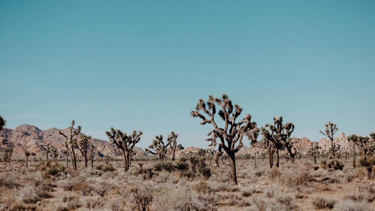 Joshua trees in Joshua Tree National Park