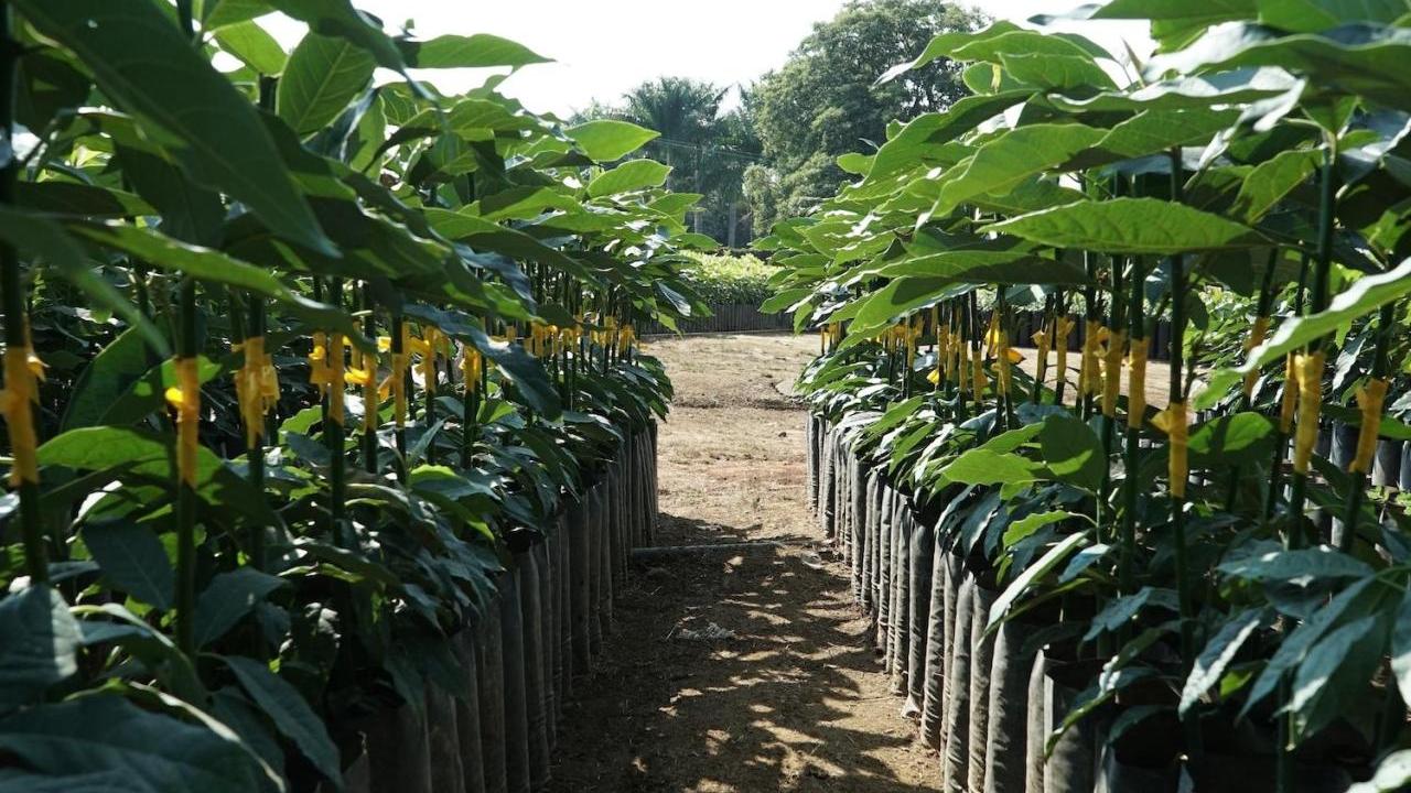 Avocado plants