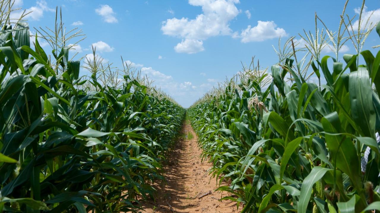 Corn field