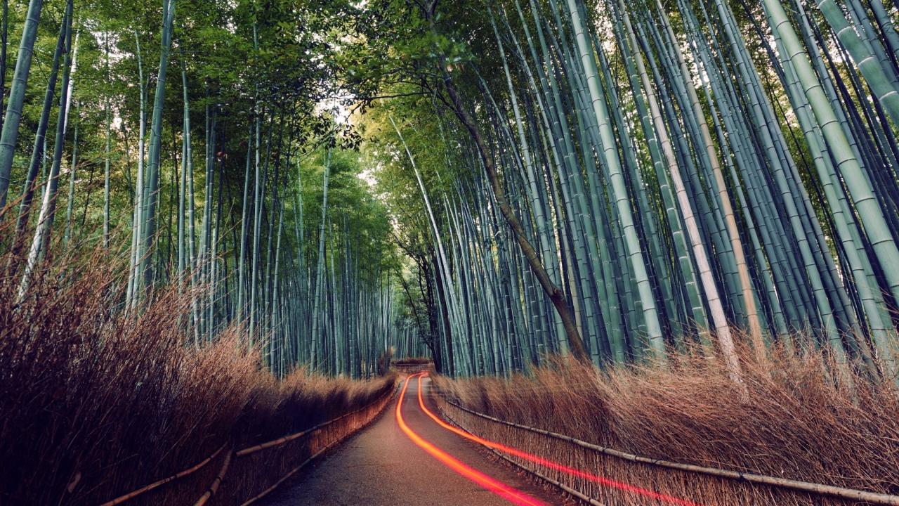 a bamboo forest, orange streaks on the road from a long-exposure of a vehicle