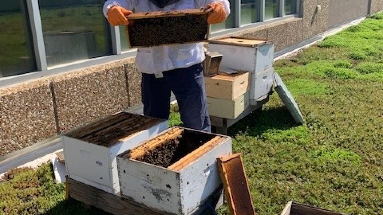 beekeeper