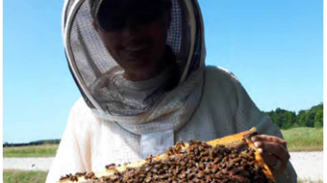 A beekeeper in protective wear holding a comb of honey with bees on it.
