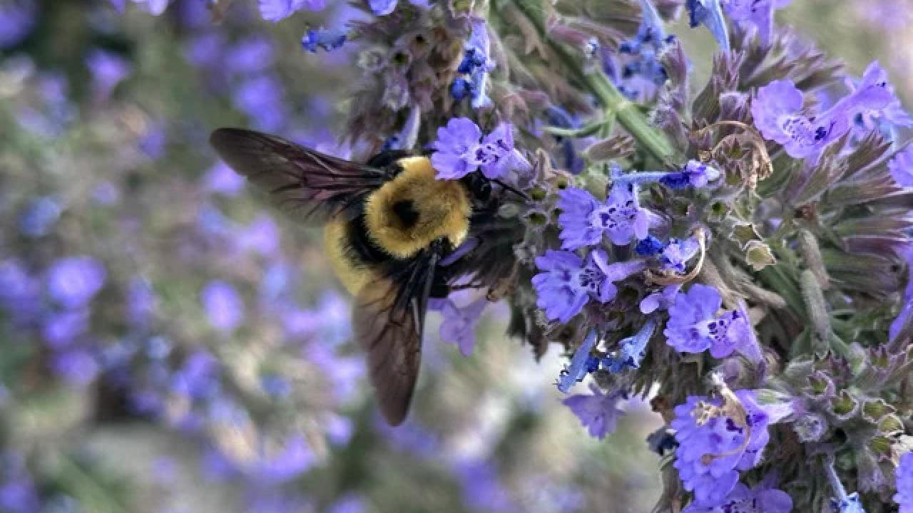 A bee on a plant with small purple flowers.