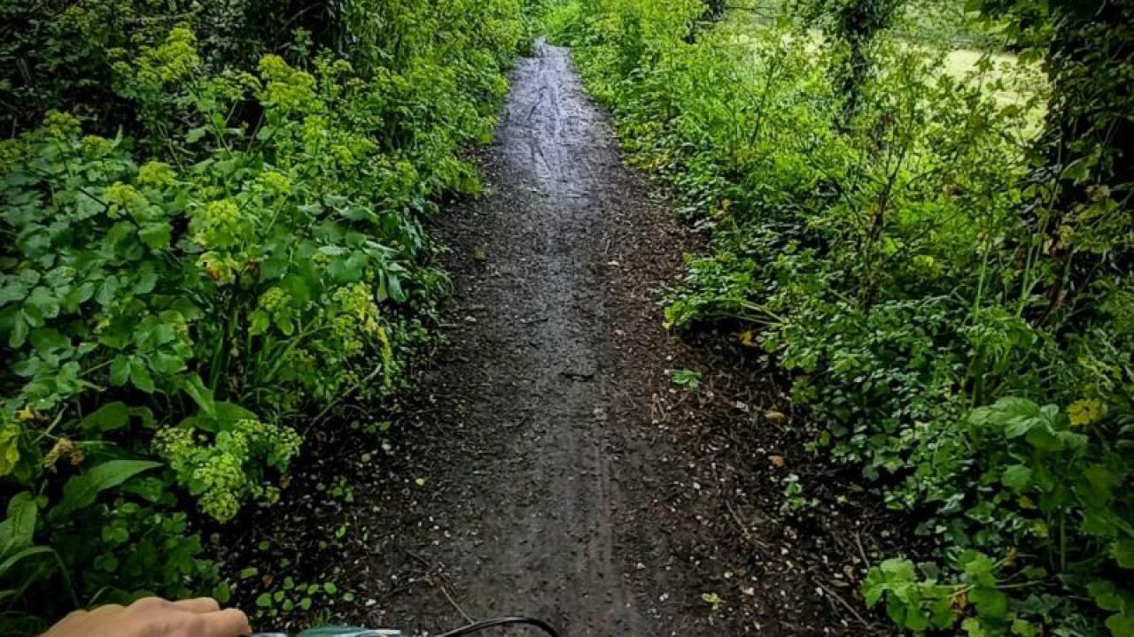 Handlebars of a bicycle and forested bike path