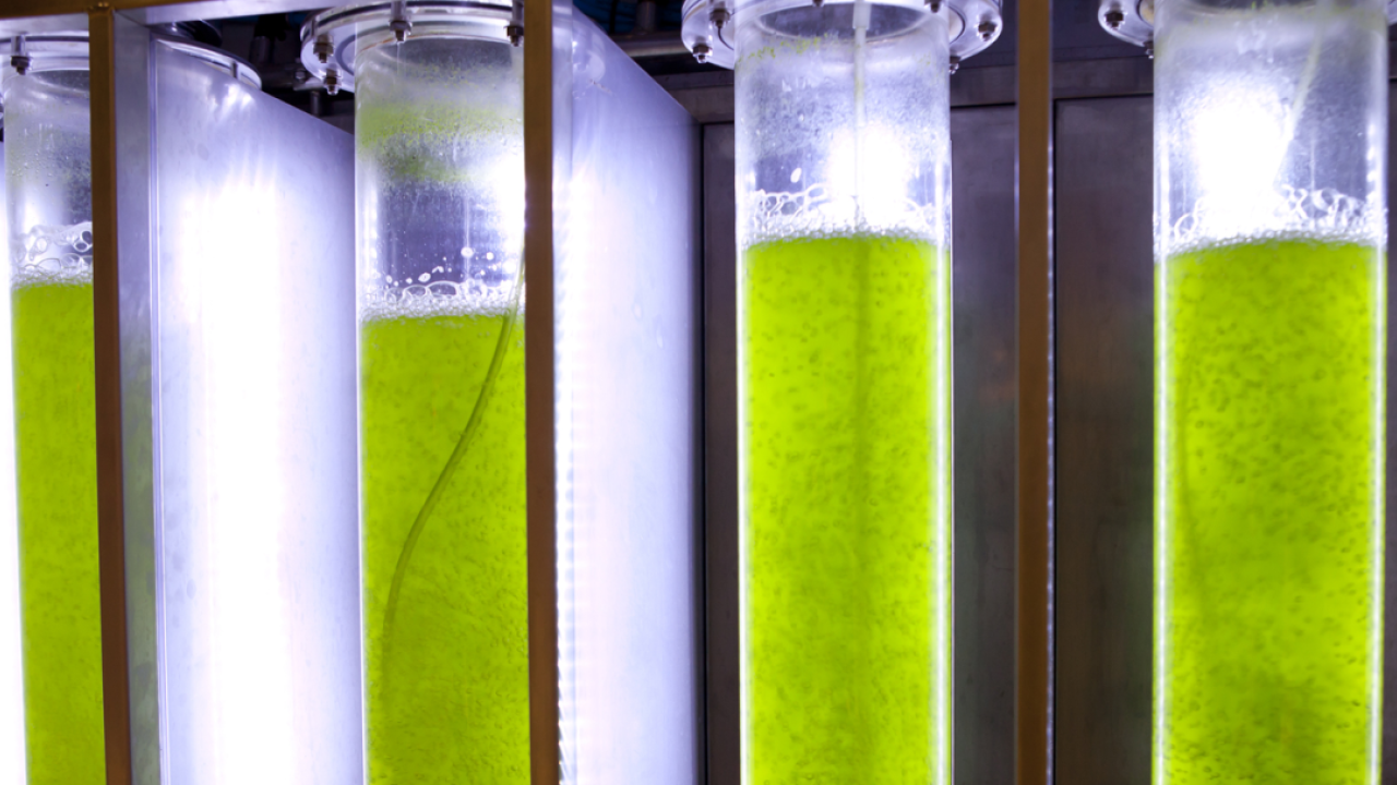 Green liquid in tubes