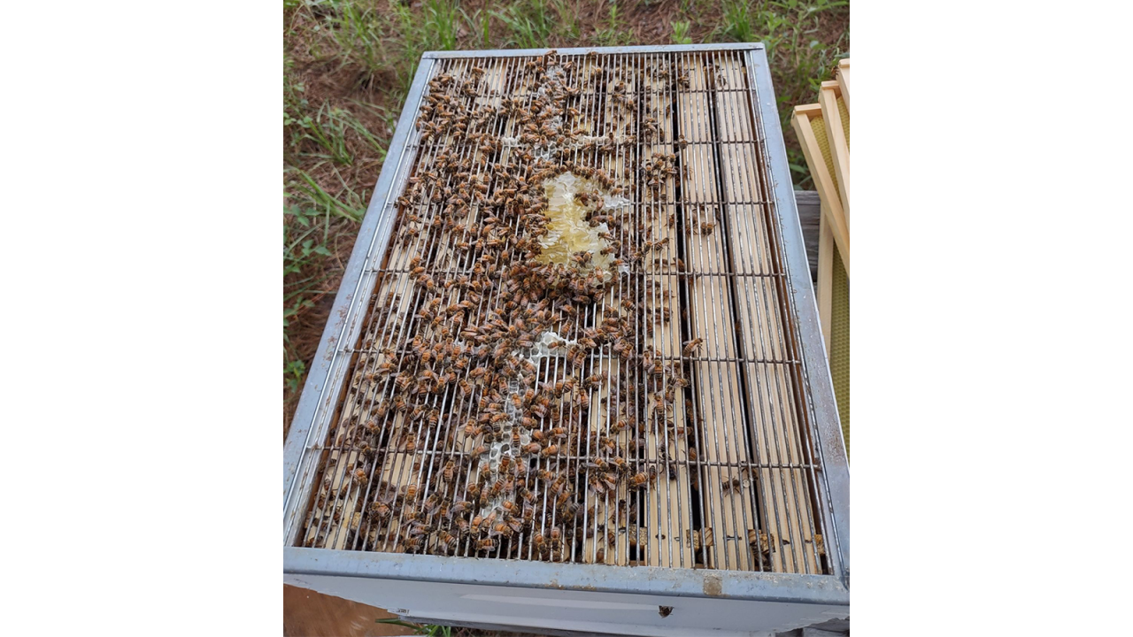 busy bees