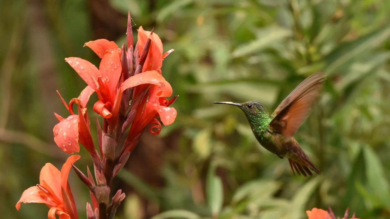 Close up of a humming bird flying next to an orange flowering plant.