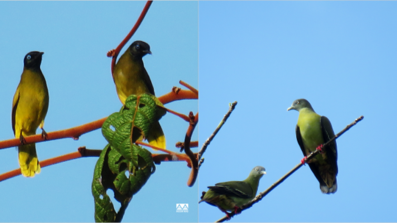 Collage of four birds